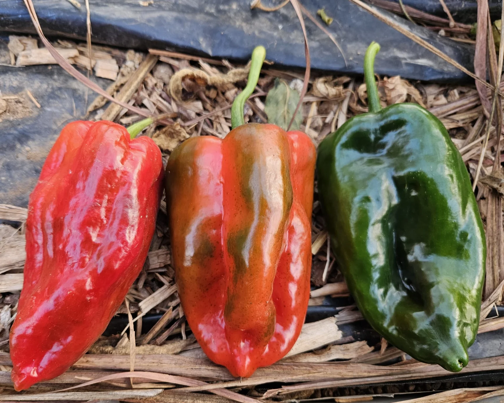 Dried Ancho Poblano (Homegrown) - Image 4