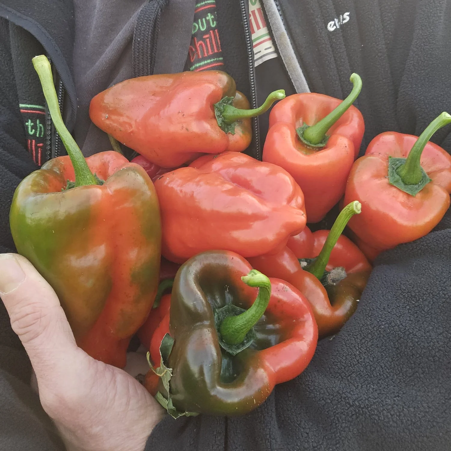 Dried Ancho Poblano (Homegrown) - Image 5