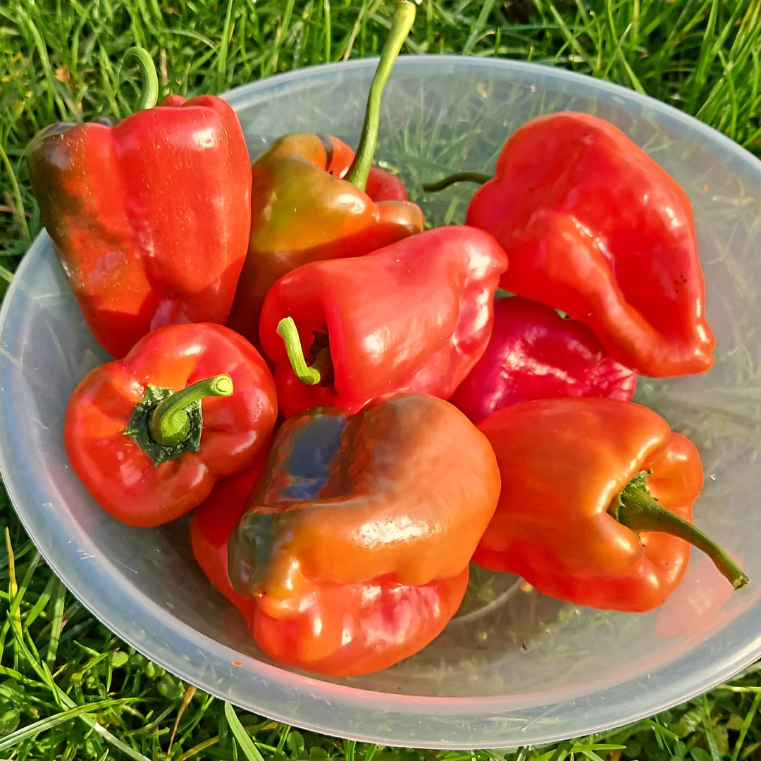 Dried Ancho Poblano (Homegrown) - Image 6