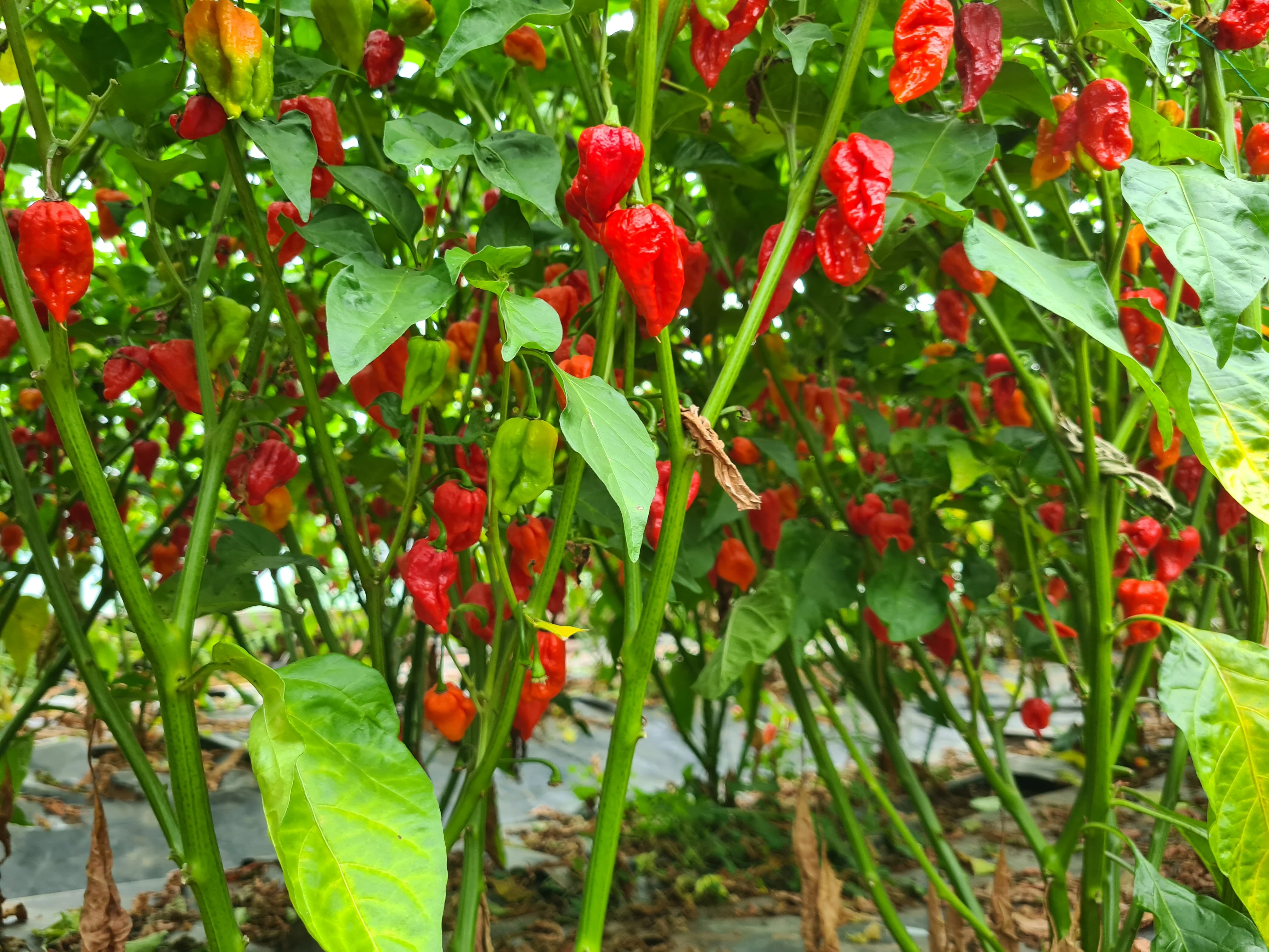 Dried Trinidad Scorpion Chillies (Home Grown) - Image 5
