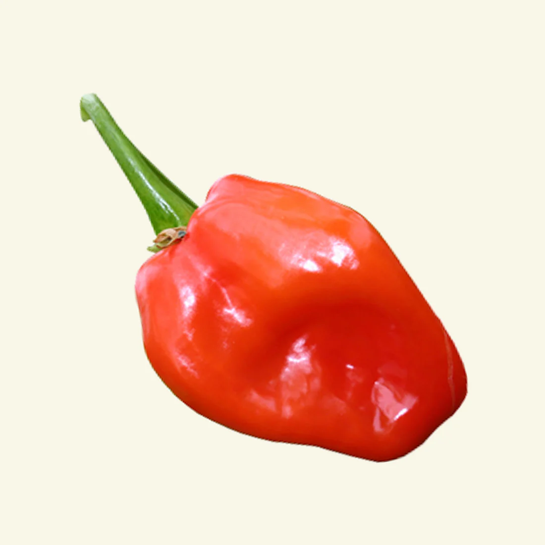 Dried Scotch Bonnet Chillies (Home Grown) - Image 2