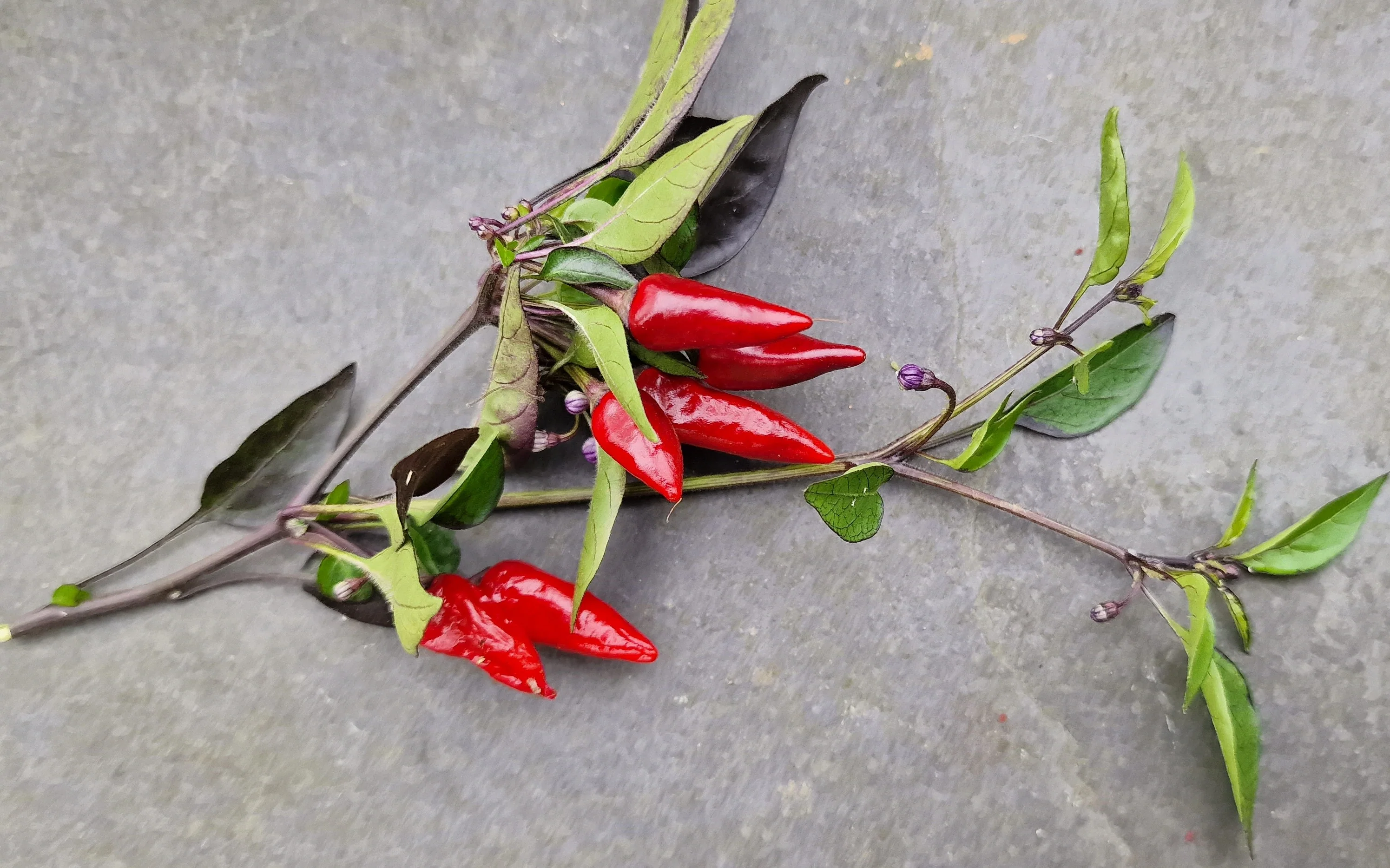 Explosive Ember Chilli Seeds - Image 2