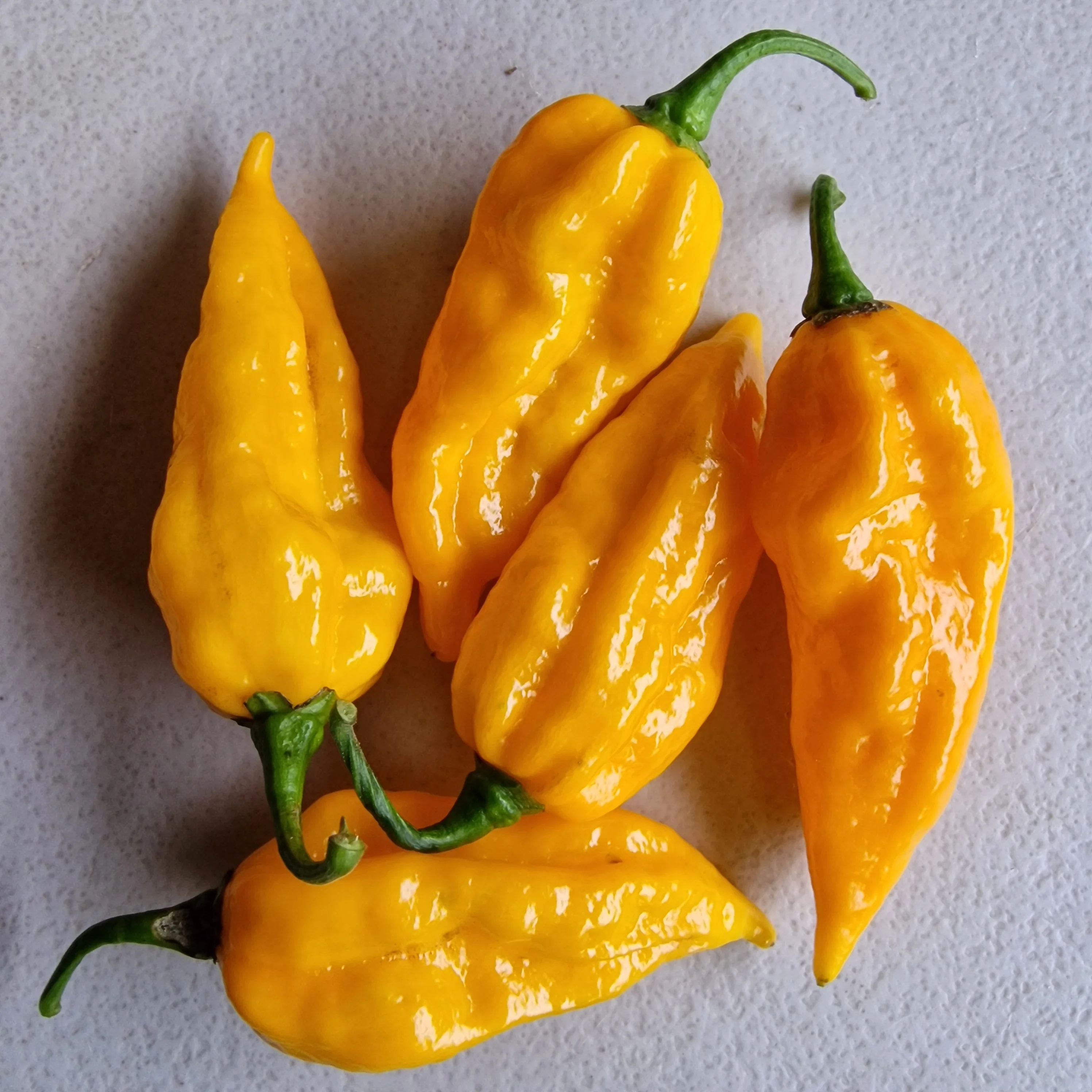 Fatalli Chilli Seeds - Image 2