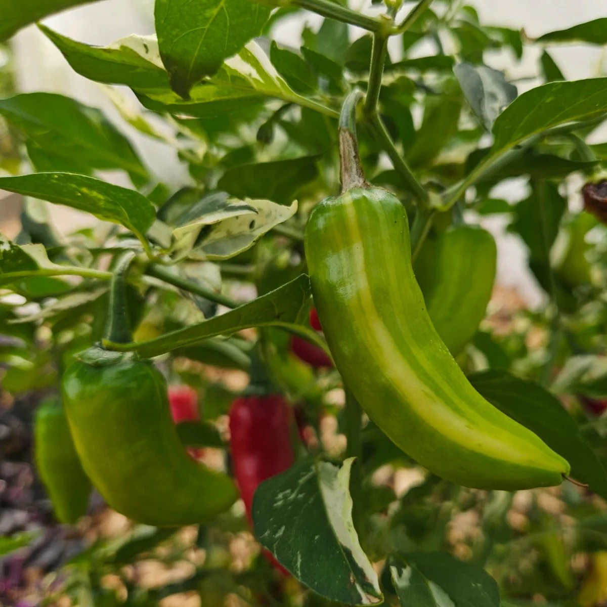 Fish Pepper Chilli Seeds - Image 3