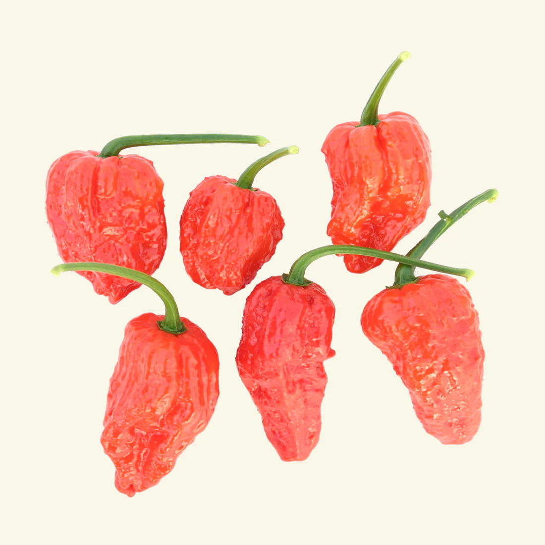 Fresh Bhut Jolokia Chillies (5 fruits) - Image 2