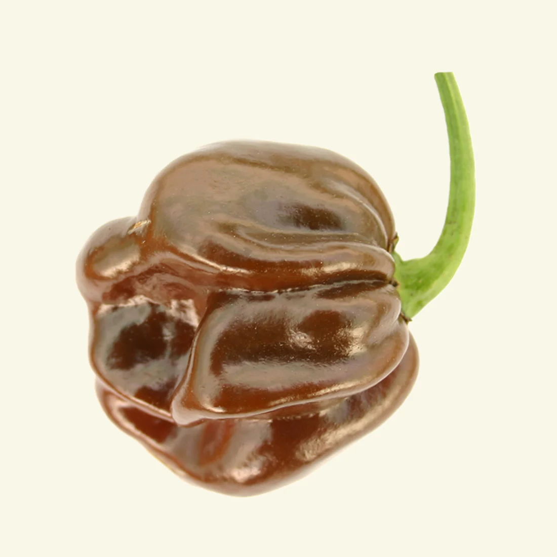 Fresh Chocolate Habanero Chillies (5 fruits) - Image 2