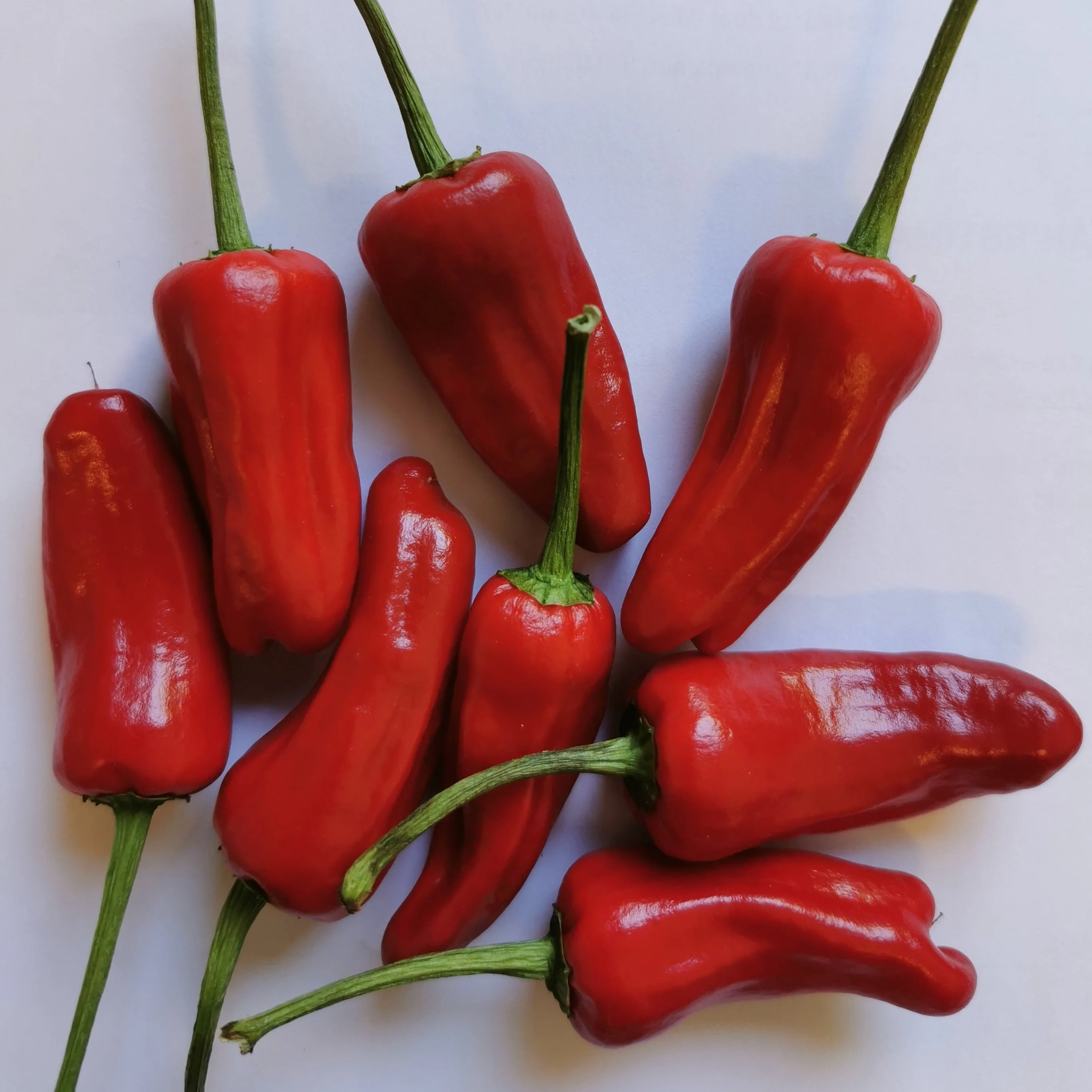 Fresh Facing Heaven Chillies (8 fruits) - Image 2