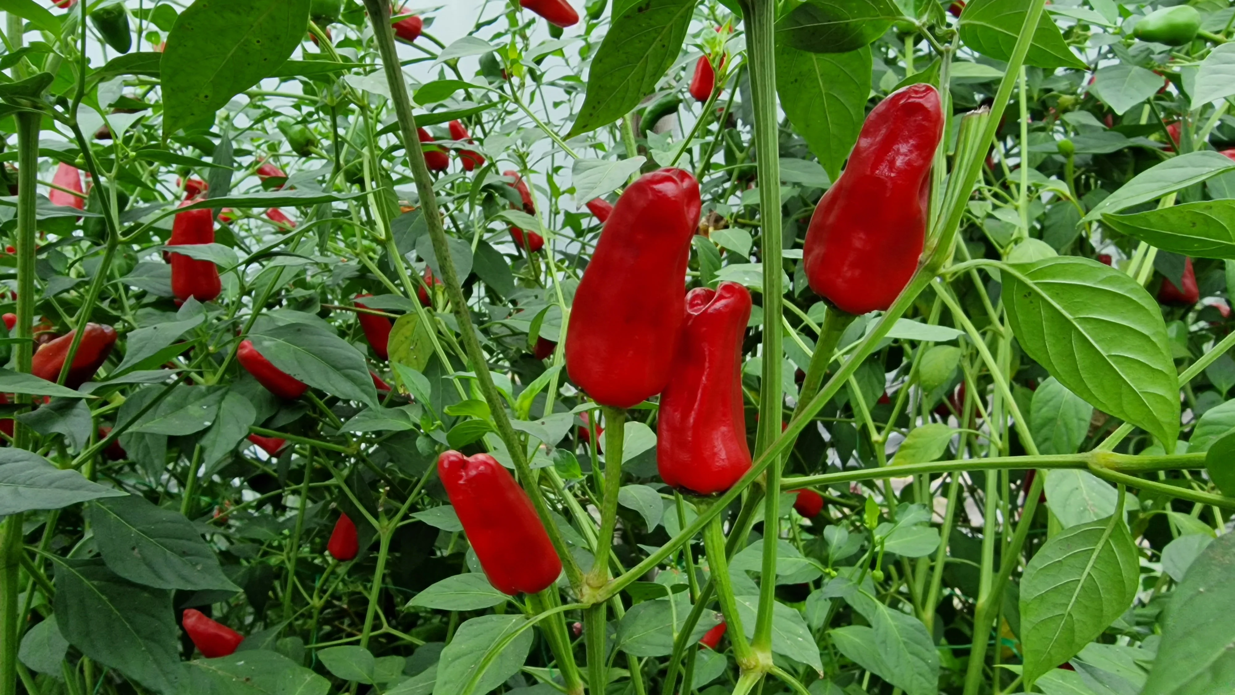 Fresh Facing Heaven Chillies (8 fruits) - Image 3