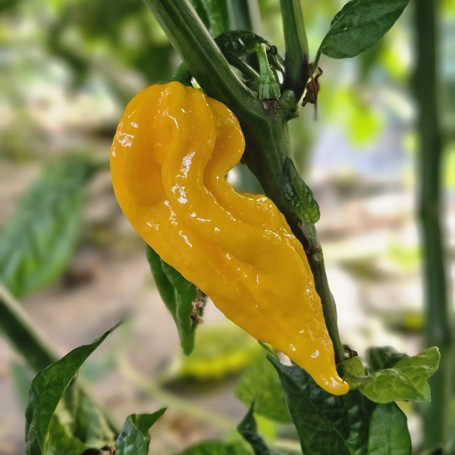 Fresh Fatalli (5 fruits) - Image 2