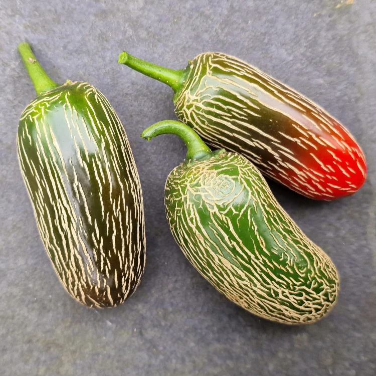 Jalapeno Chilli Seeds - Image 3