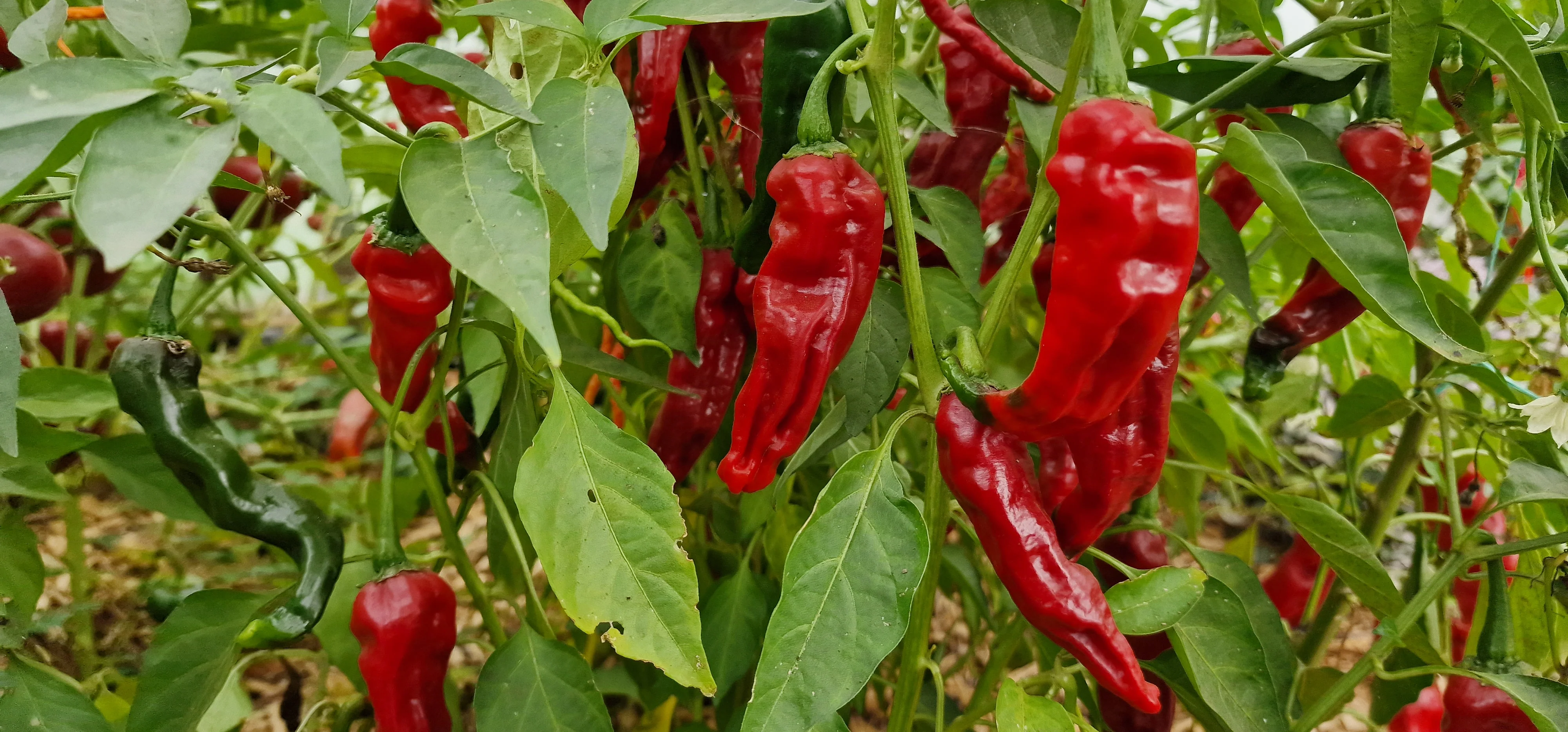 Fresh Kashmiri Chillies (5 fruits) - Image 2