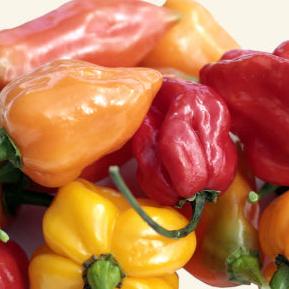 Lucky Dip Fresh Mixed Chillies - Image 3