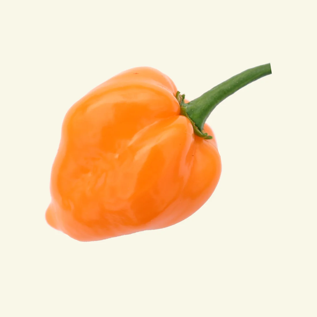 Fresh Orange Habanero Chillies (5 fruits) - Image 2