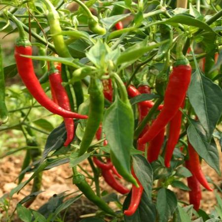 Dried Ring of Fire Chillies (Home Grown) - Image 3