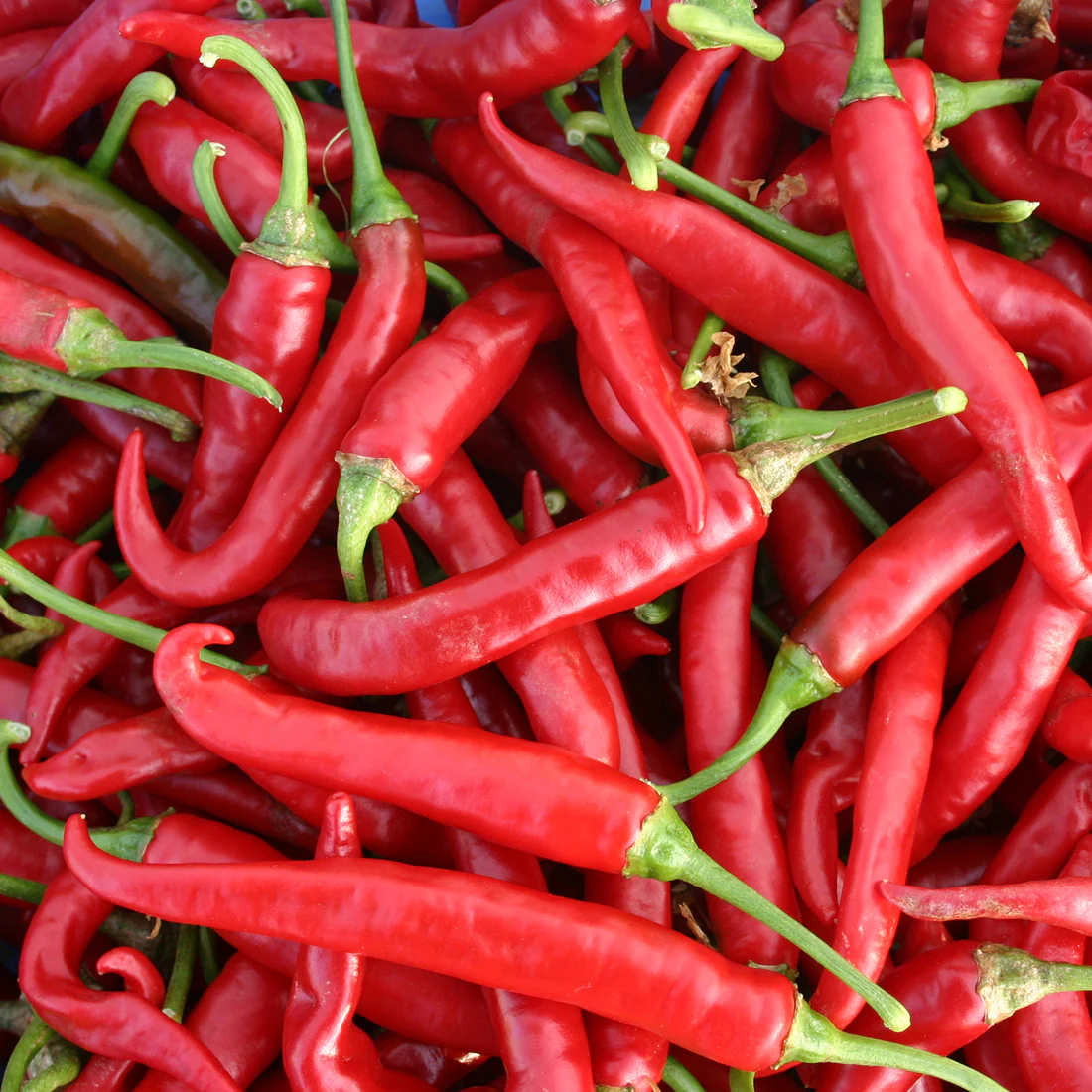 Fresh Ring of Fire (Red) (8 fruits) - Image 2