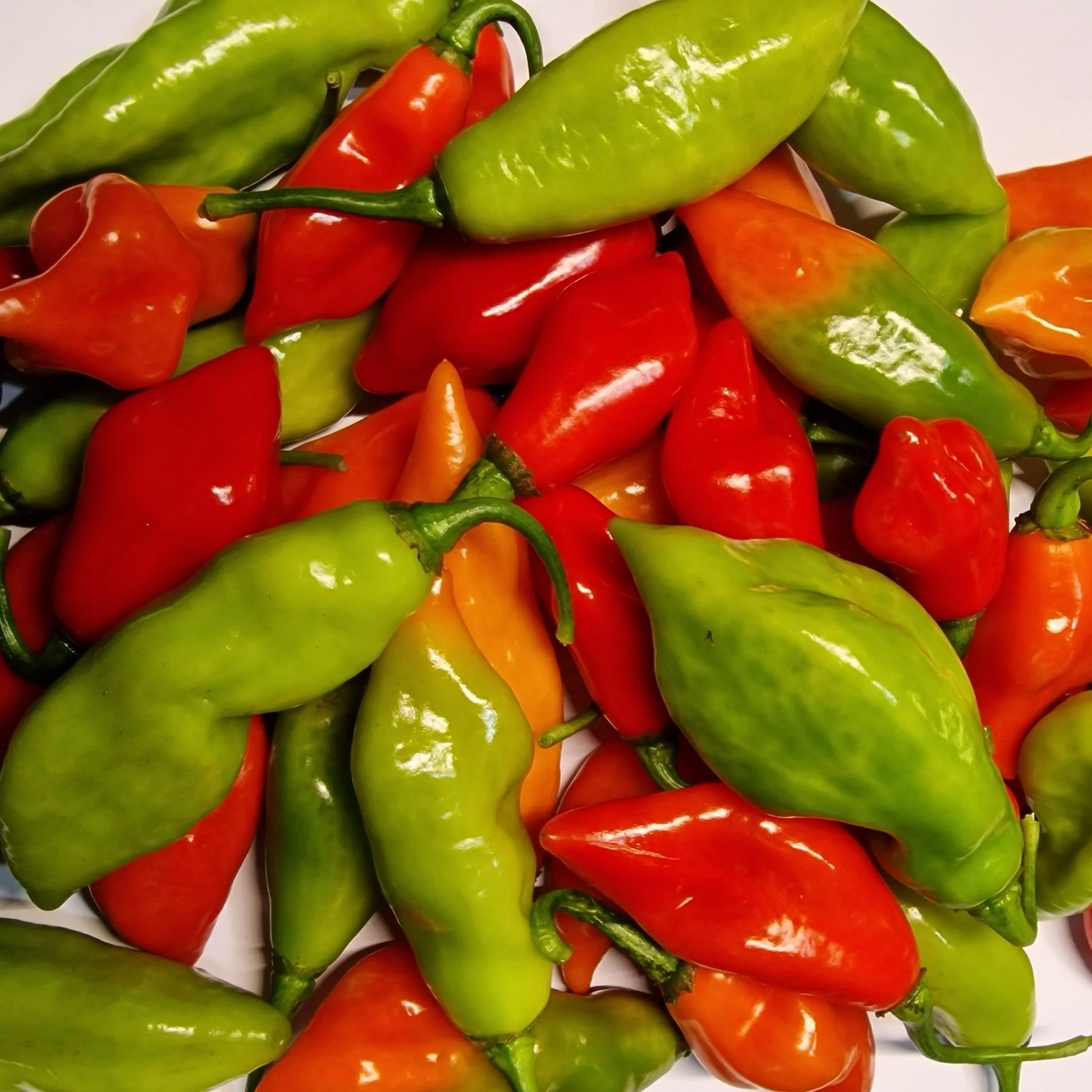 Fresh Trinidad Pimento Chillies (Seasoning Peppers) (10 fruits) - Image 2