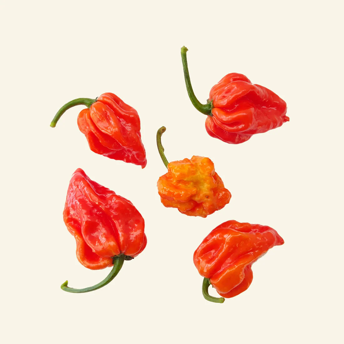 Fresh Trinidad Scorpion (5 fruits) - Image 2