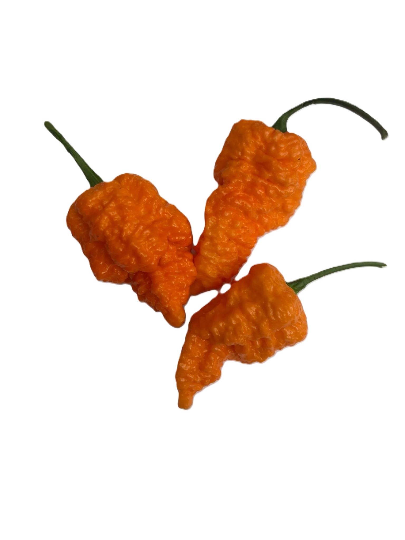 Set of 3 Fried Chicken Seedlings - PRE ORDER FOR 2026 - Image 4