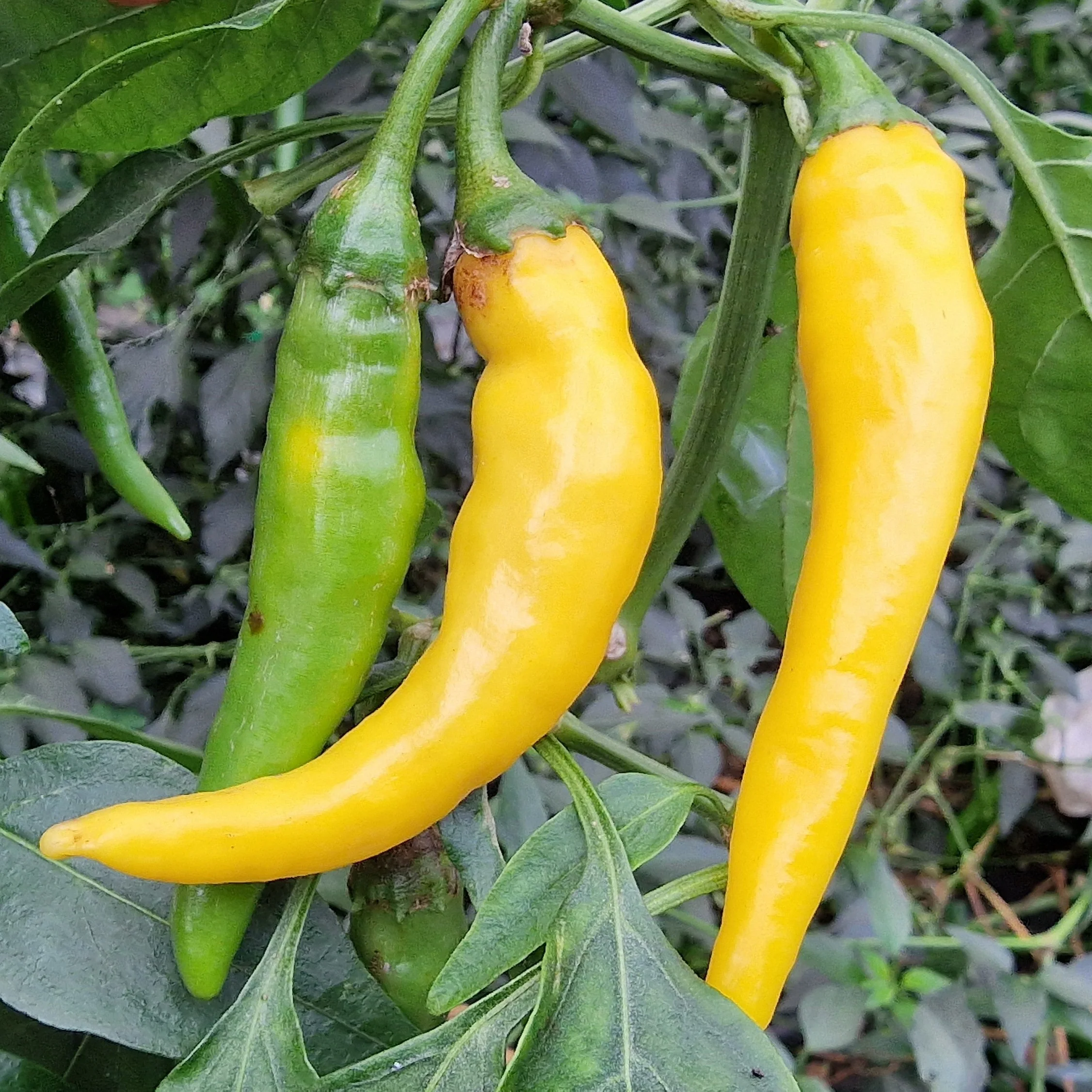 Golden Cayenne 1 Litre Pot Plant - Image 2