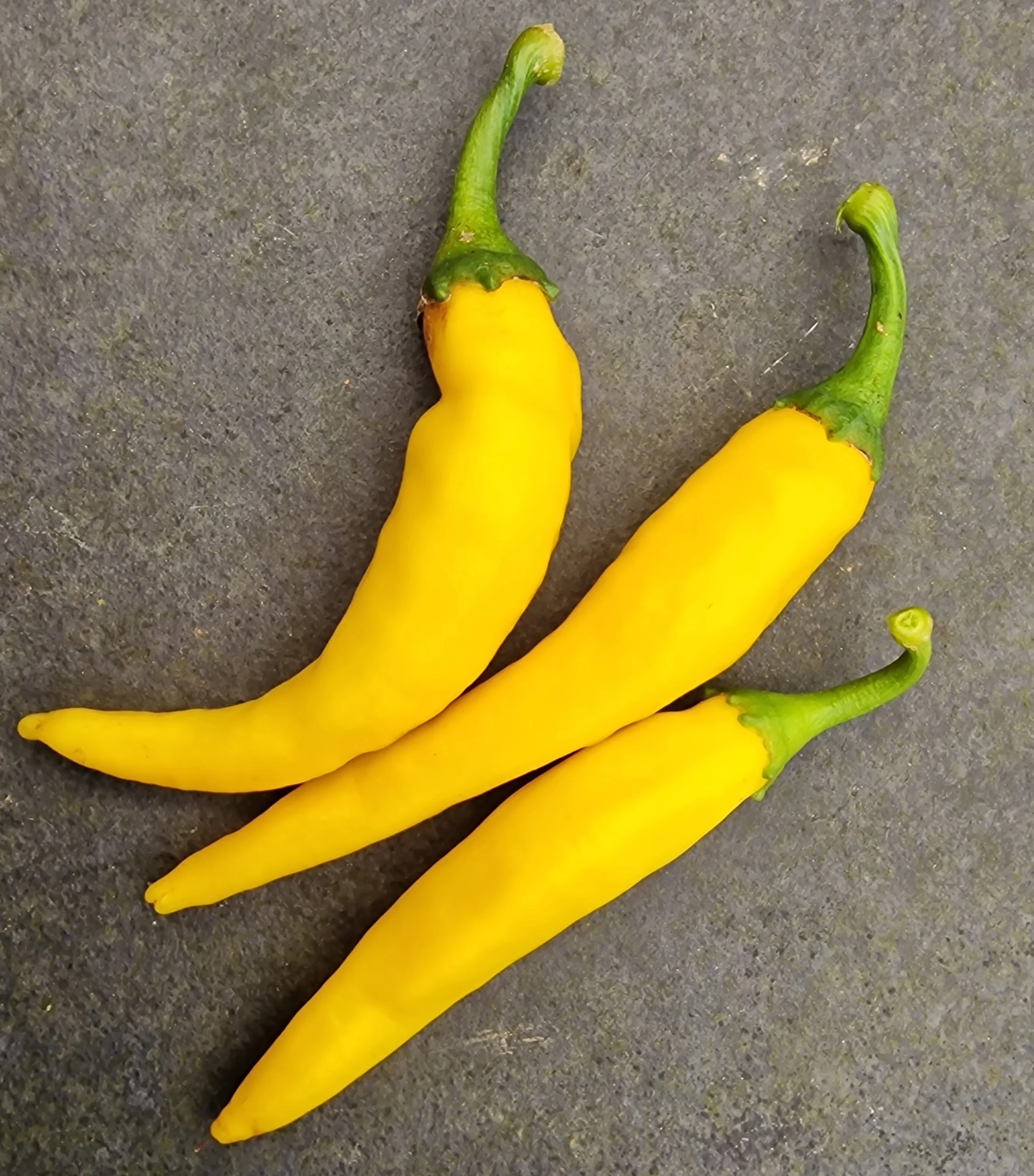 Golden Cayenne 1 Litre Pot Plant - Image 3