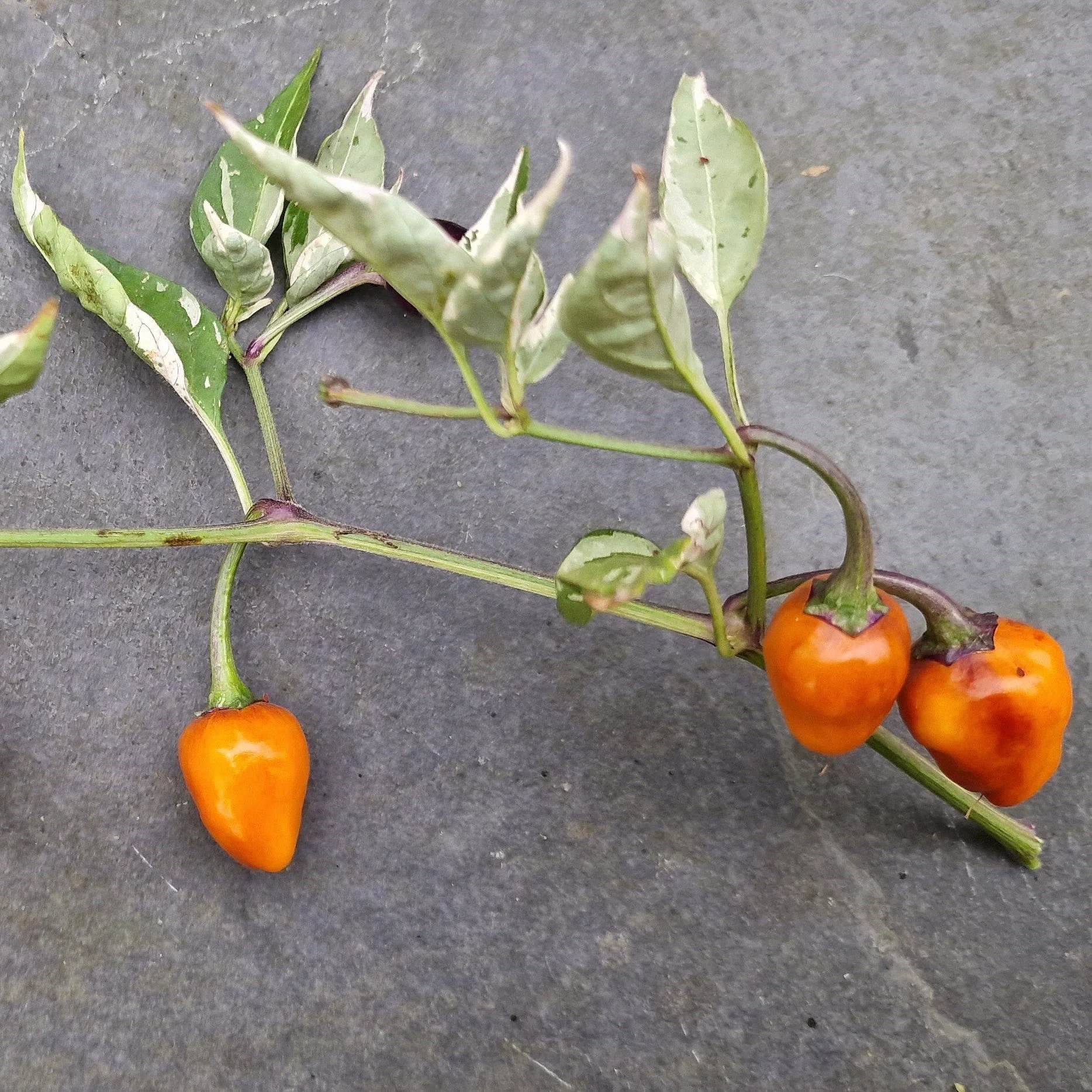 Golden Nugget Chilli Seeds - Image 2