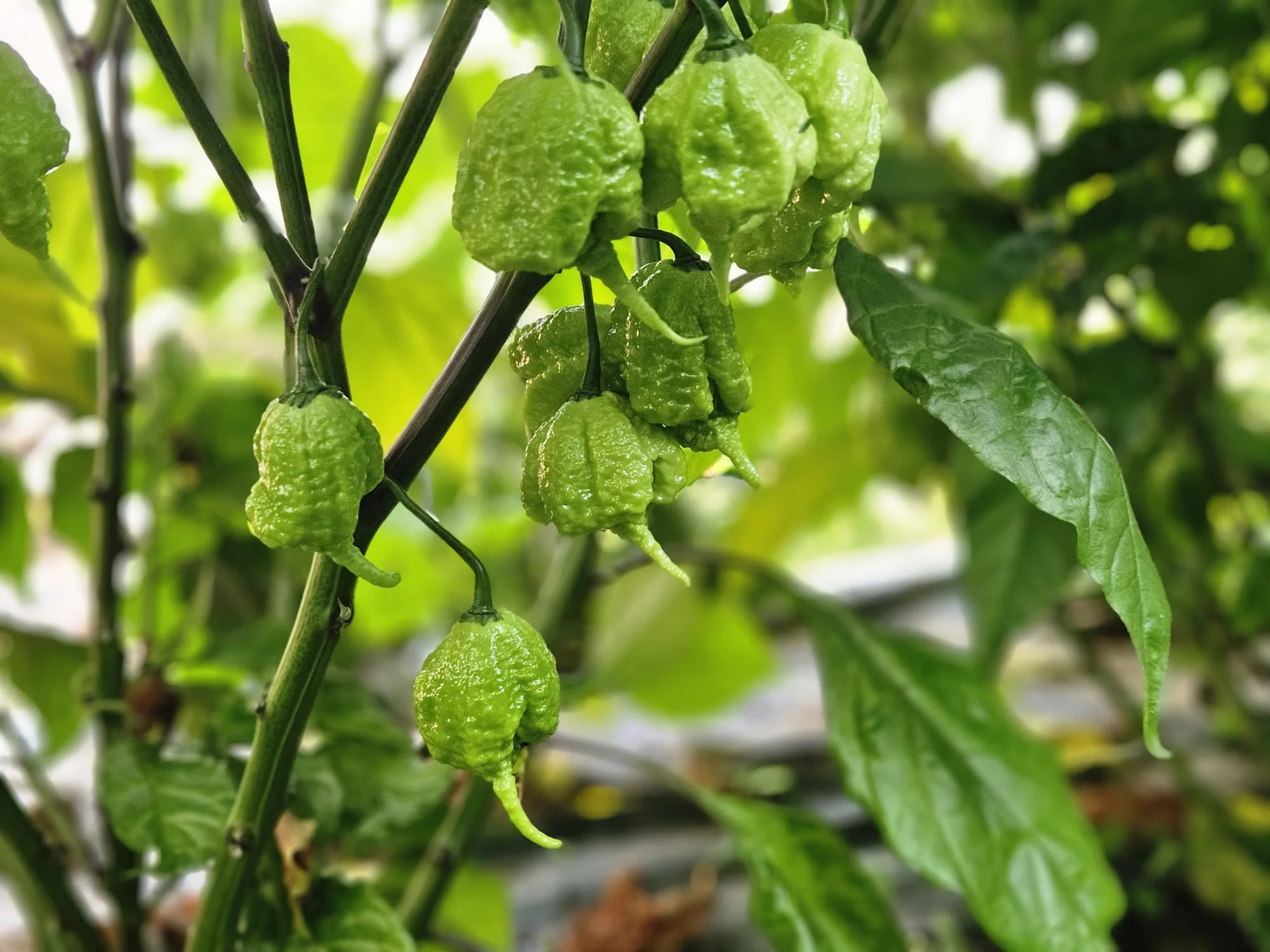 Green Demon Chilli Sauce - Image 6