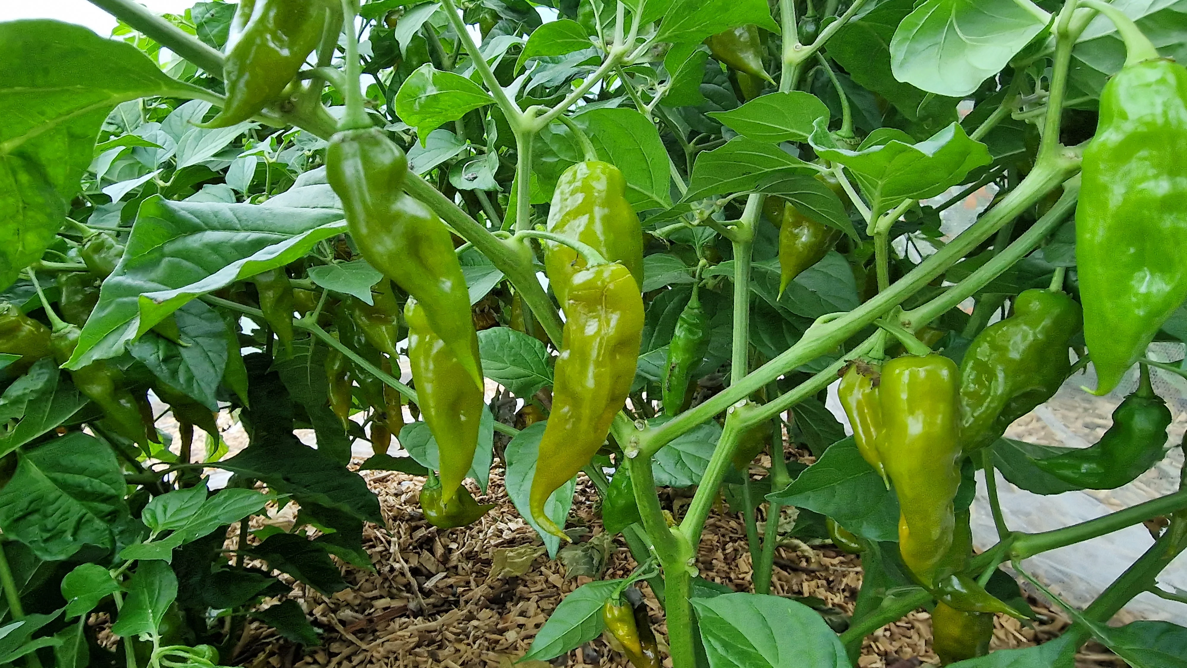 Green Trinidad Chilli Seeds - Image 2