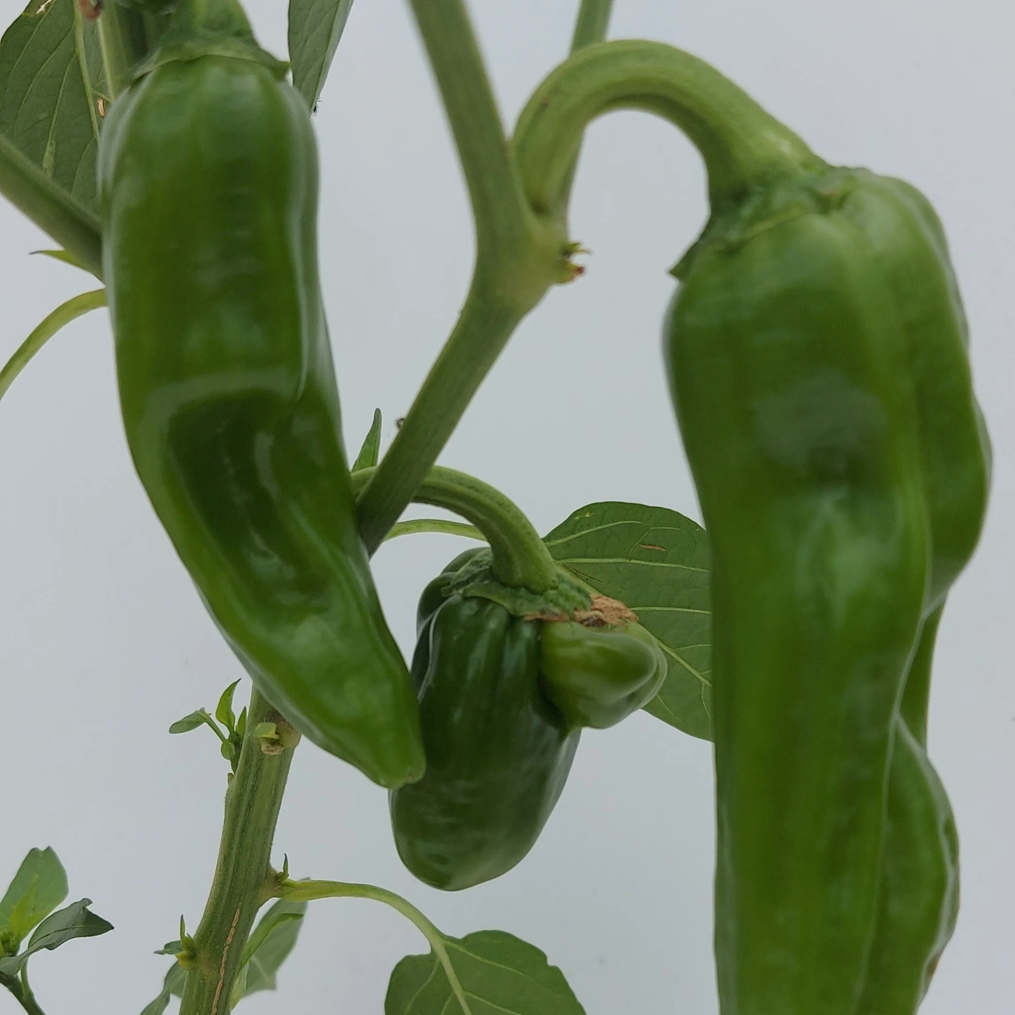 Guajillo 1 Litre pot plant - Image 2