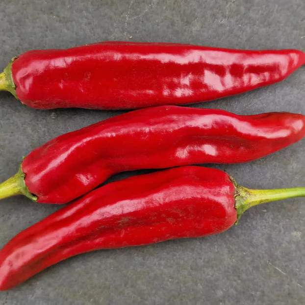 Guajillo 1 Litre pot plant - Image 3