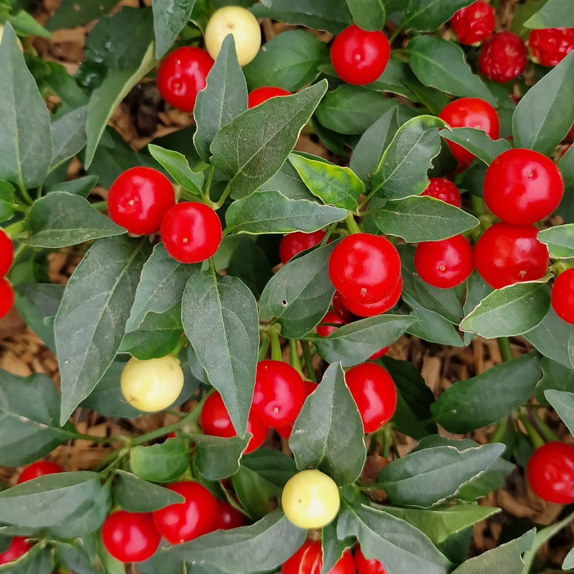 Holiday Cheer 1 Litre Pot Plant - Image 2