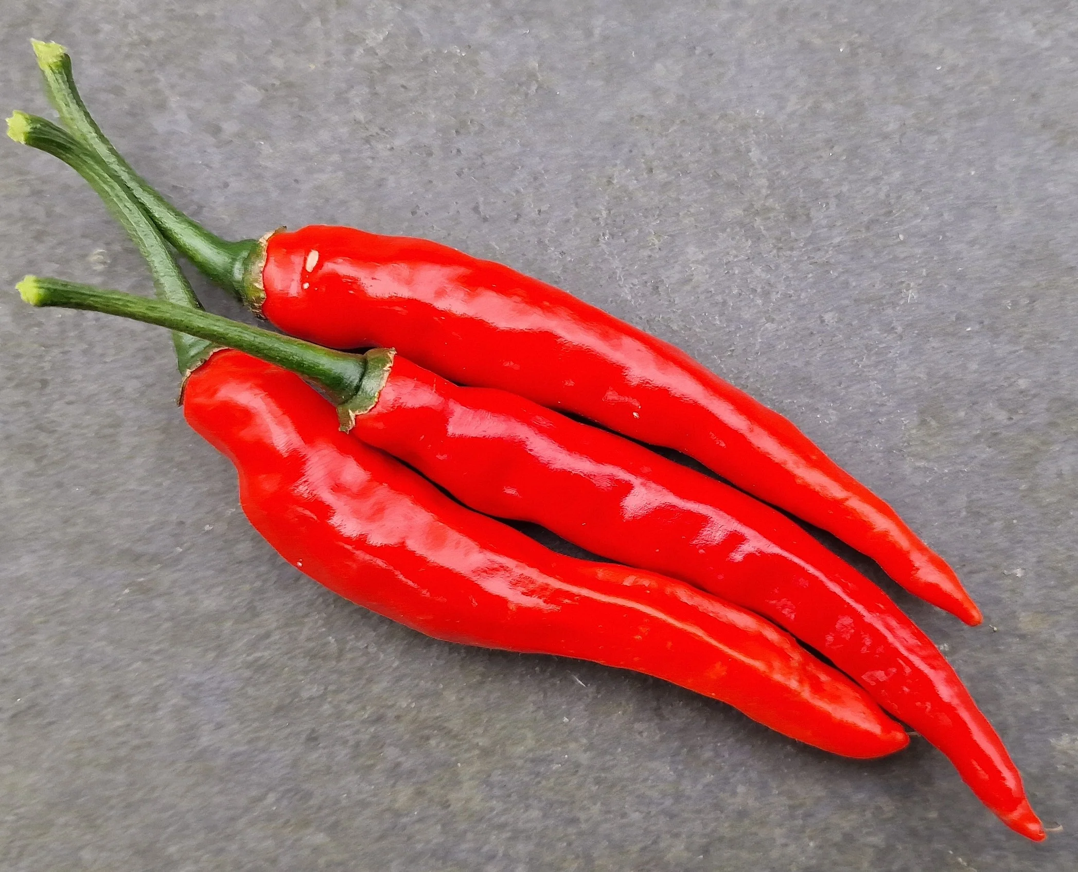Hot Dagger Chilli Seeds - Image 2