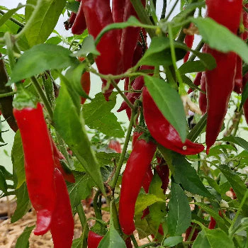 Hungarian Long 1 Litre Pot Plant - Image 2