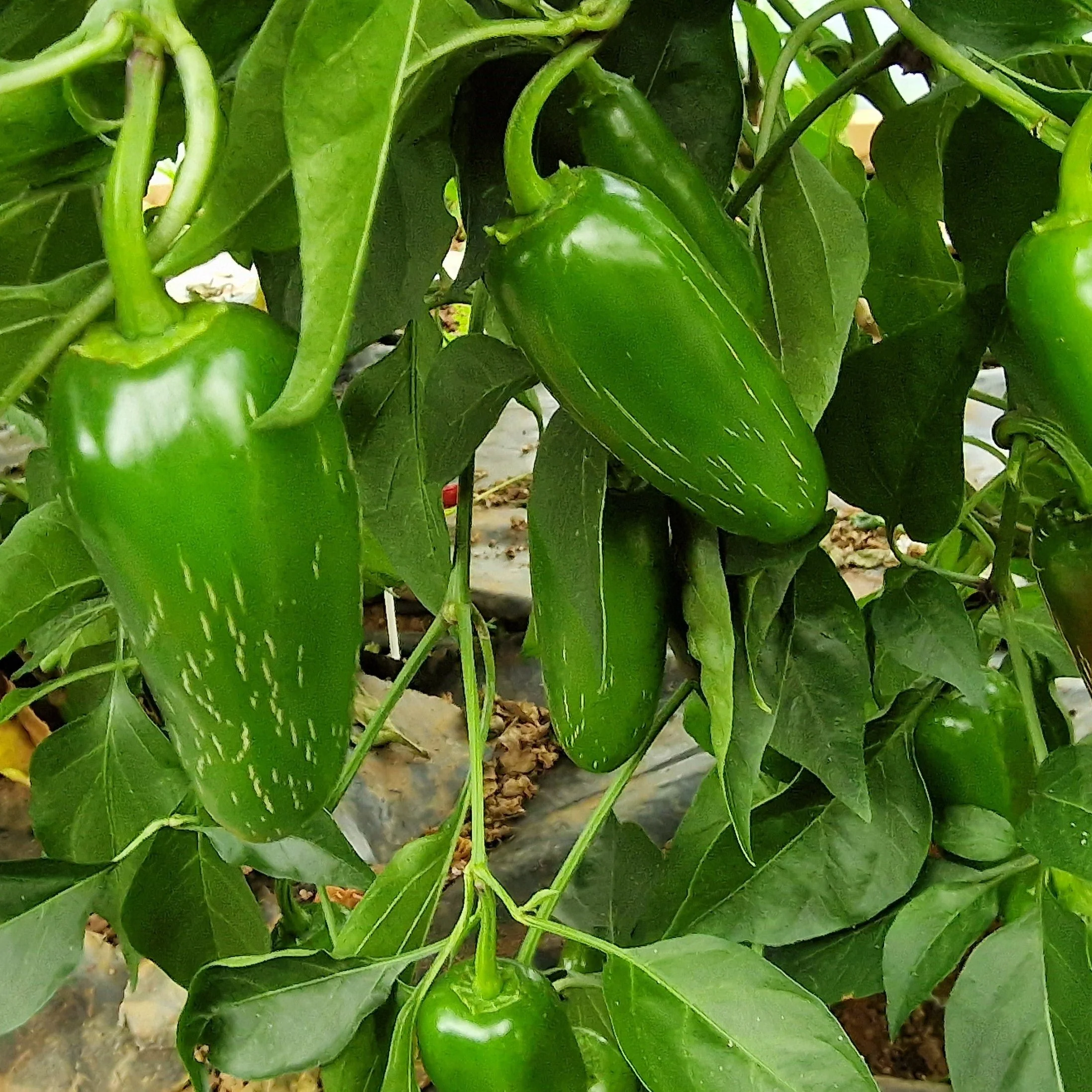 Jalapeno 1 Litre Pot Plant - Image 2