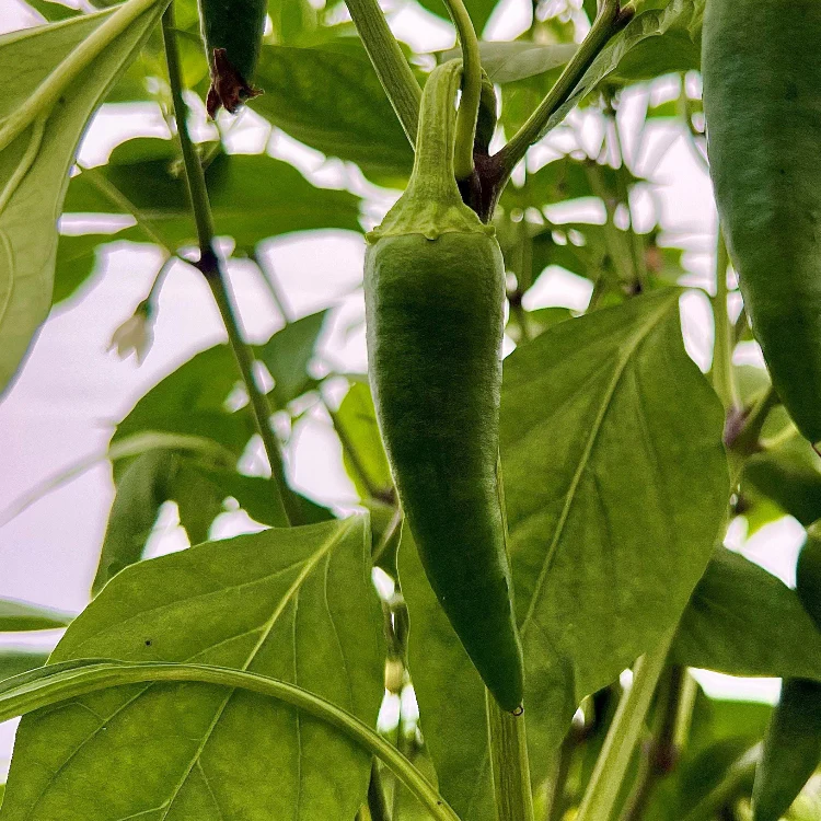 Jalapeno Ruben 1 Litre Pot Plant - Image 2