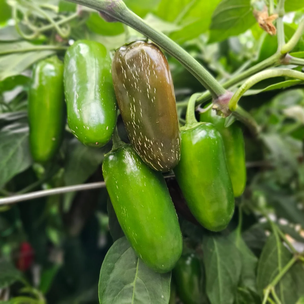 Jalapeno Trio - PRE ORDER FOR 2026 - Image 3