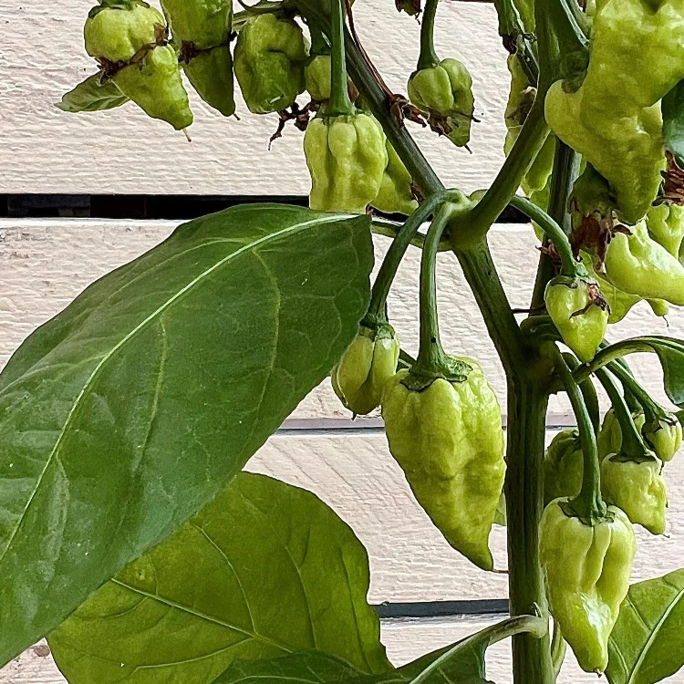 Jays Peach Ghost Scorpion 1 Litre Pot Plant - Image 2