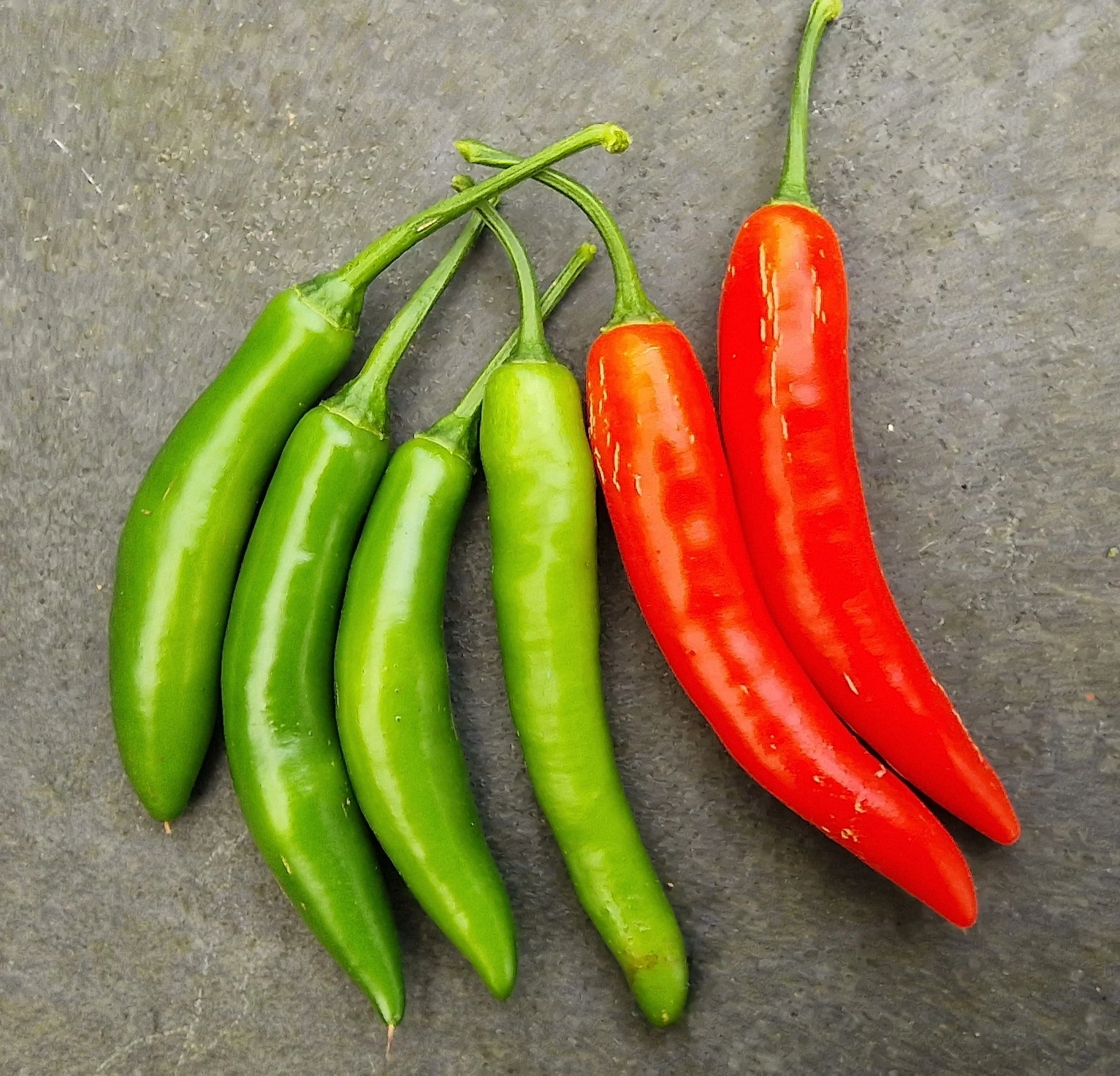 Jumbo Serrano Chilli Seeds - Image 2