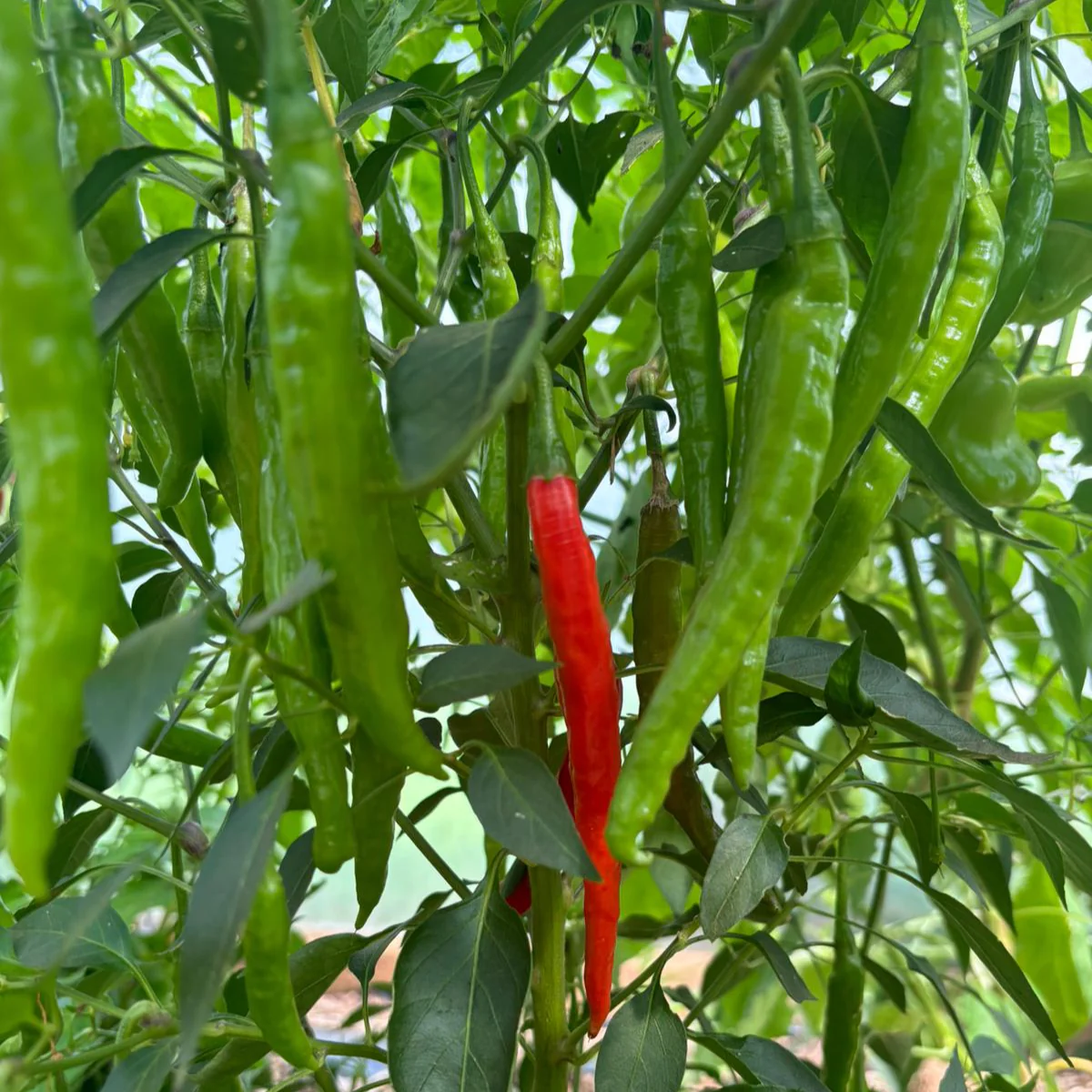 Lang Nepal 1 Litre Pot Plant - Image 2