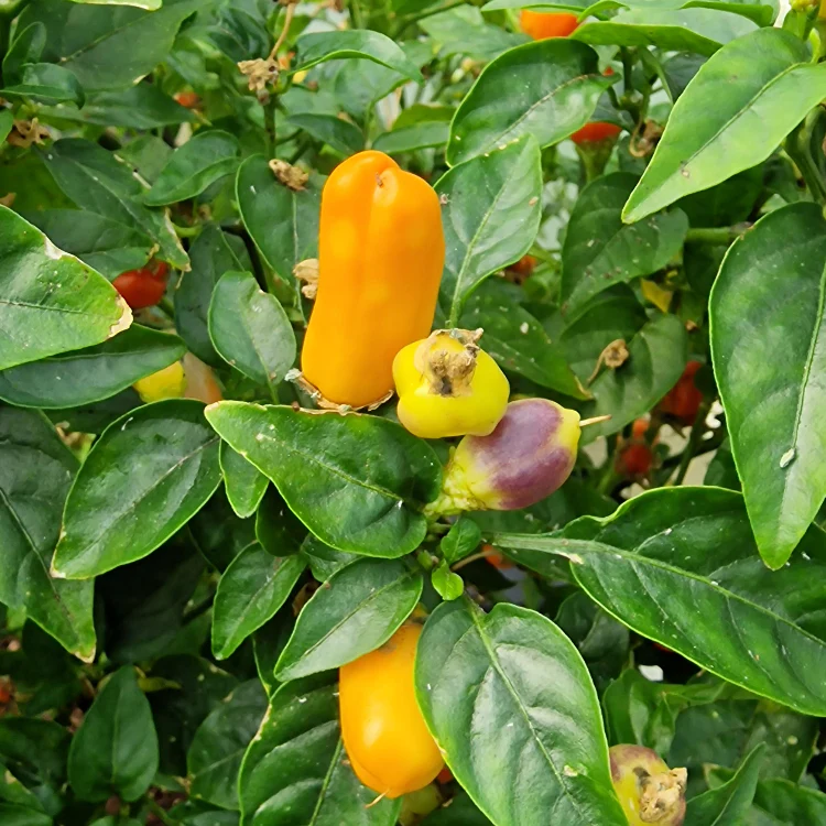 Loco Chilli Seeds - Image 2