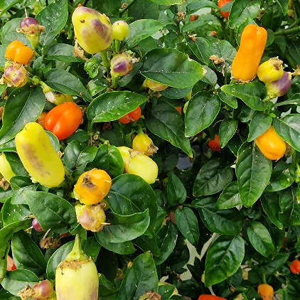 Loco Chilli Seeds - Image 3
