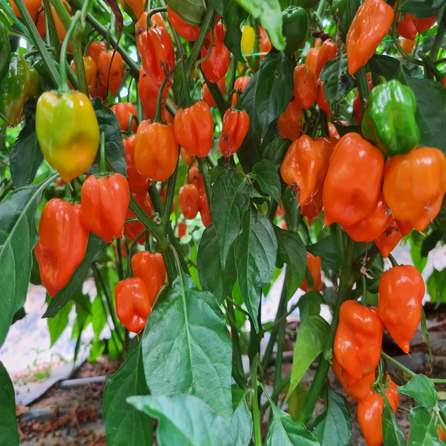 Dried Orange Habanero Chillies (Home Grown) - Image 4