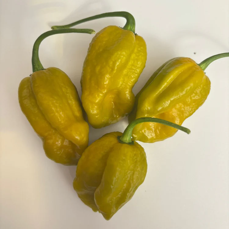 Bhut Jolokia Mustard Chilli Seeds - Image 2