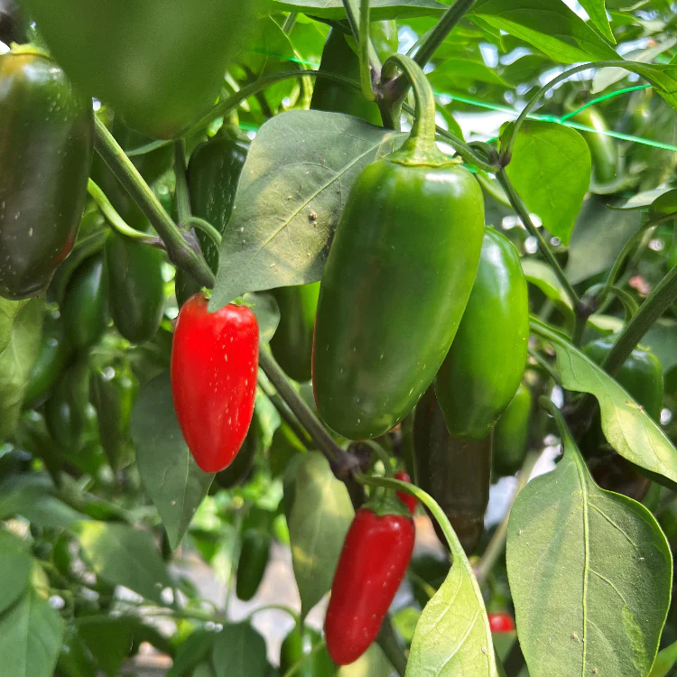 NuMex Jalmundo Chilli Seeds - Image 2