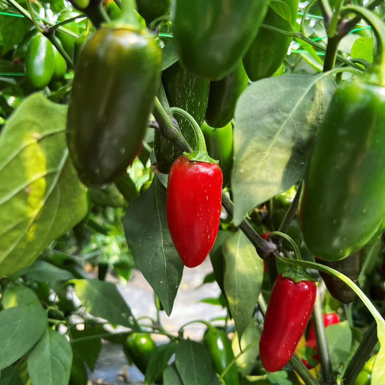 NuMex Jalmundo Chilli Seeds - Image 3