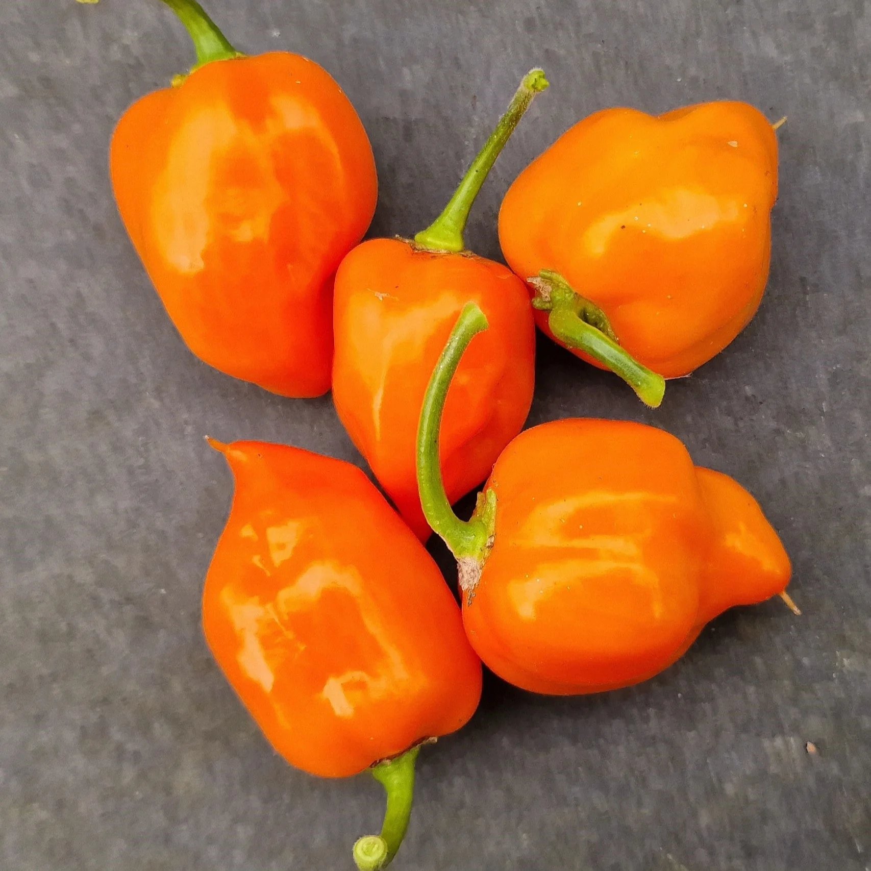 Orange Habanero 1 Litre Pot Plant - Image 3