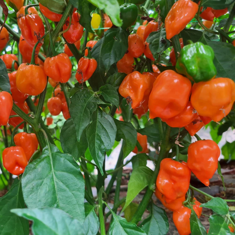 Orange Habanero Chilli Seeds - Image 2