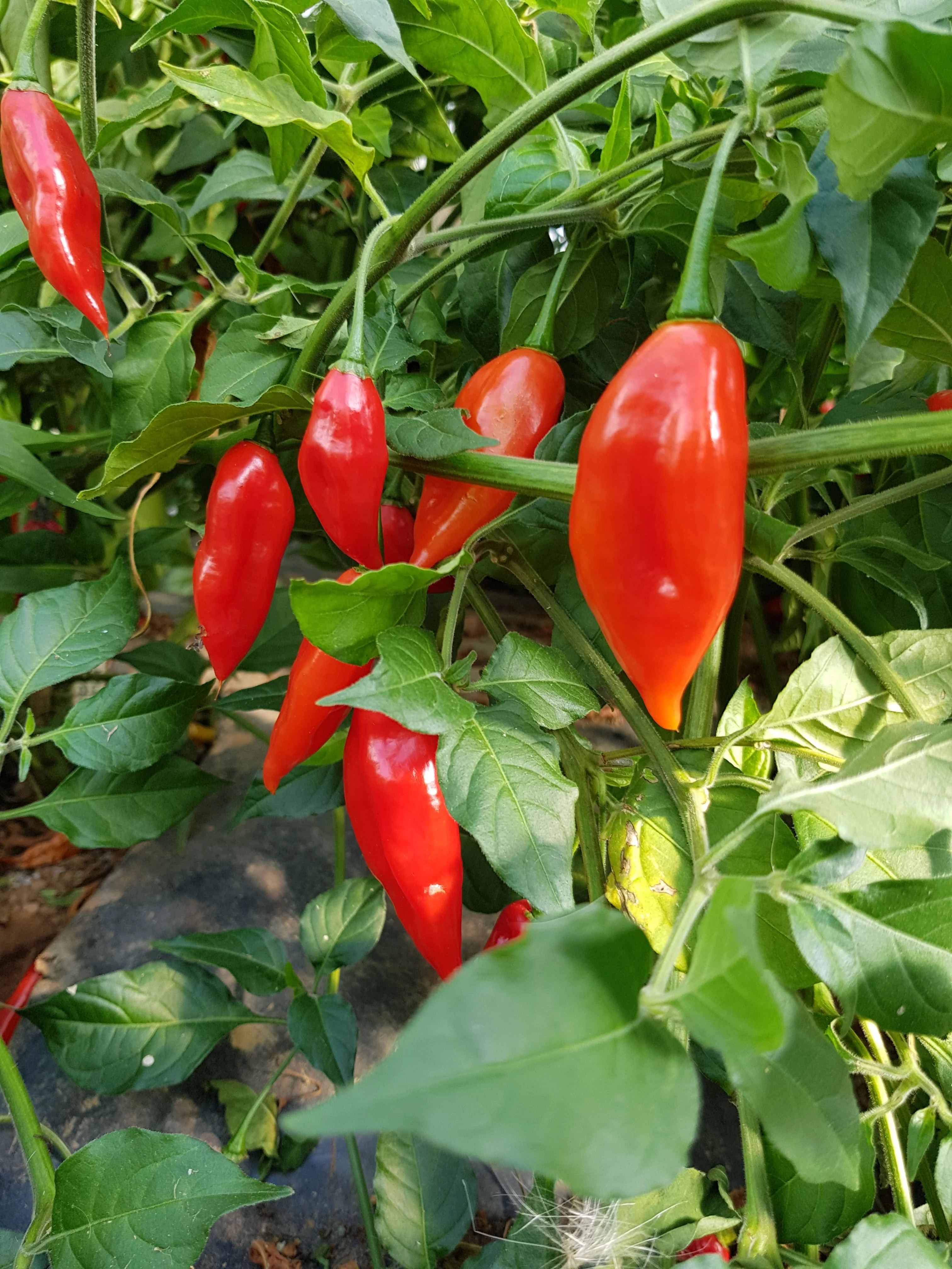 Paper Lantern Habanero Chilli Seeds - Image 2