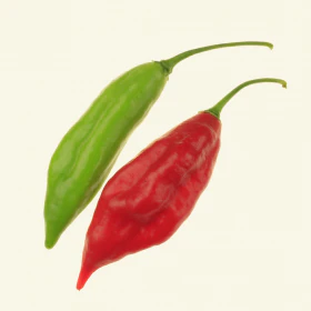 Paper Lantern Habanero Chilli Seeds - Image 3