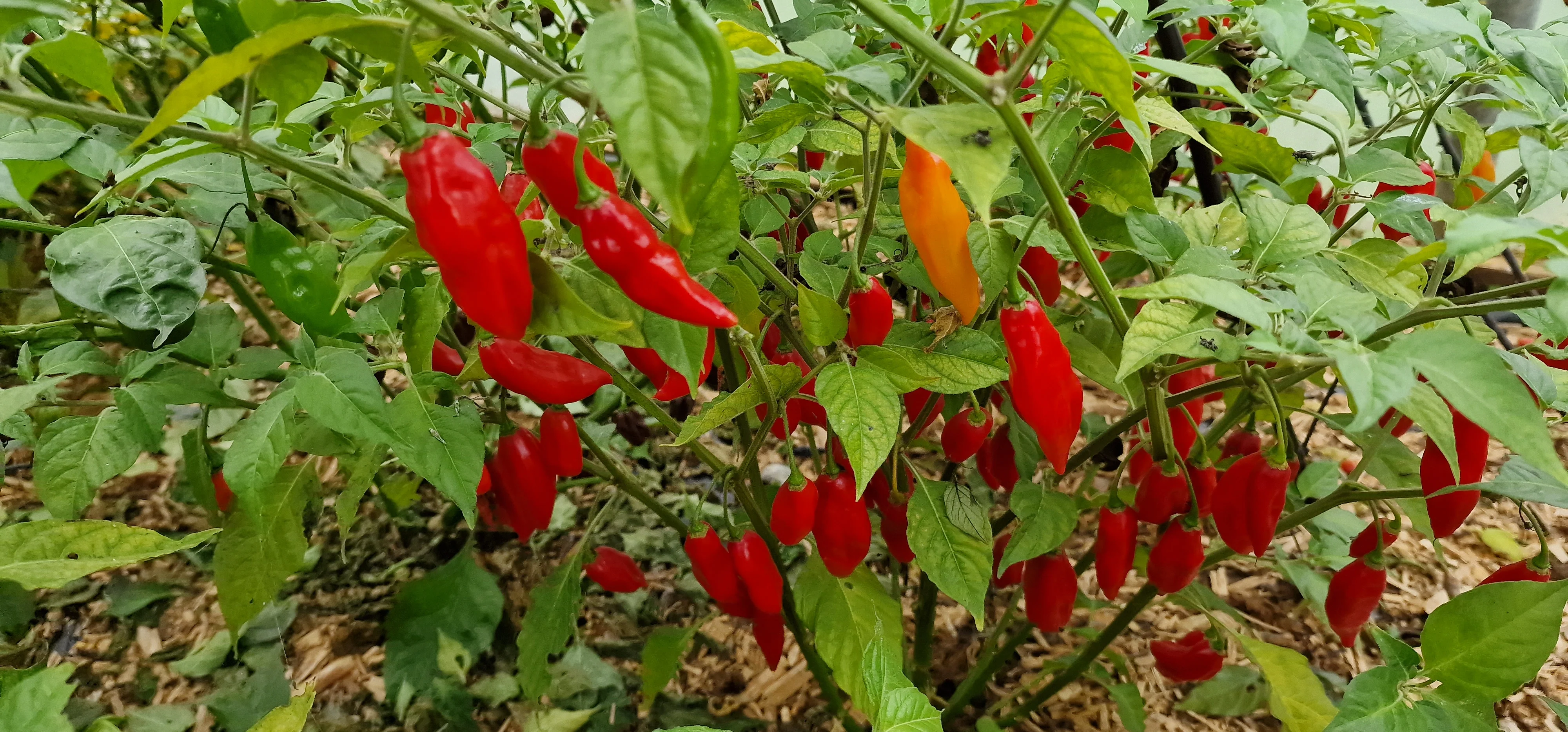 Paper Lantern Habanero Chilli Seeds - Image 4