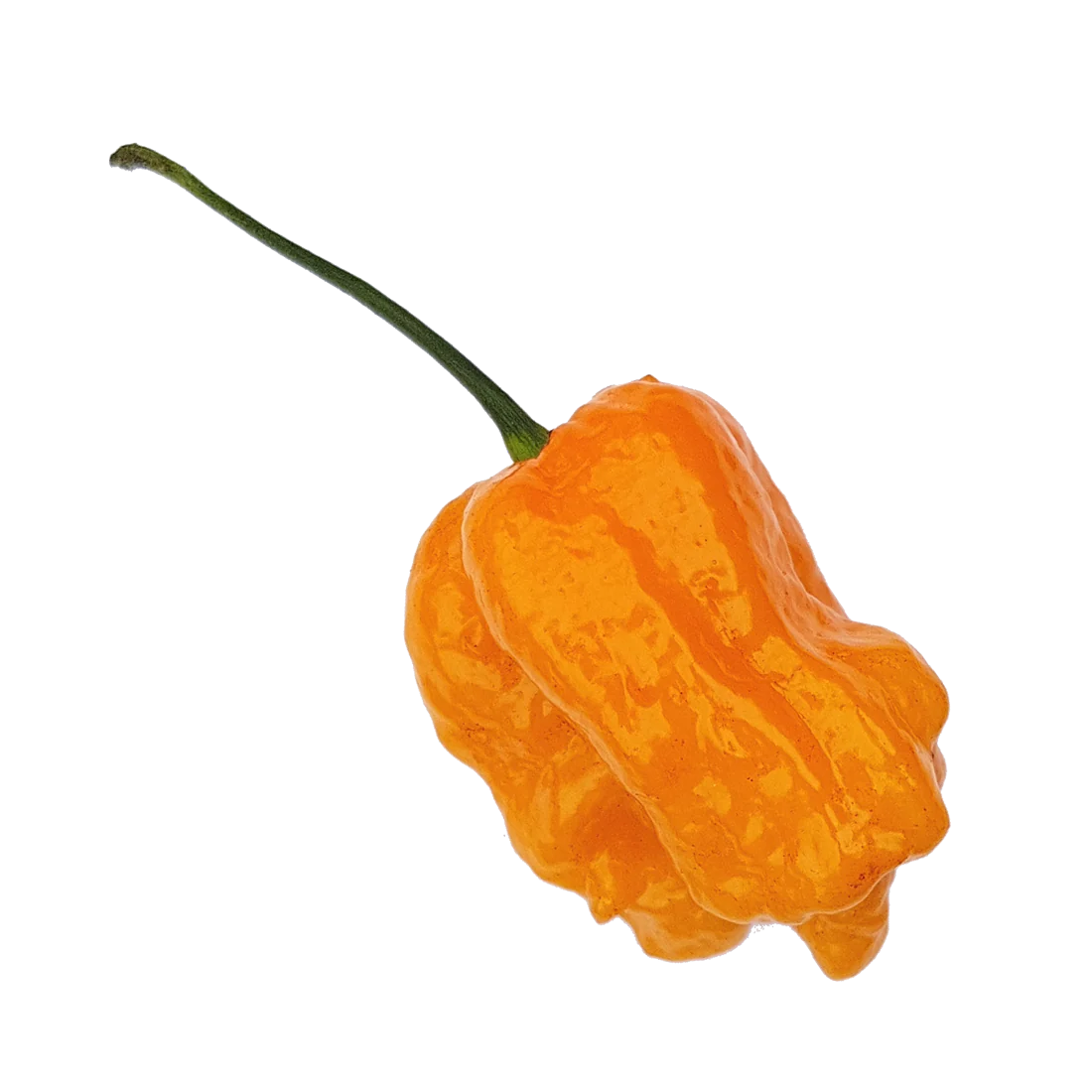 Peach Reaper 1 Litre Pot Plant - Image 2
